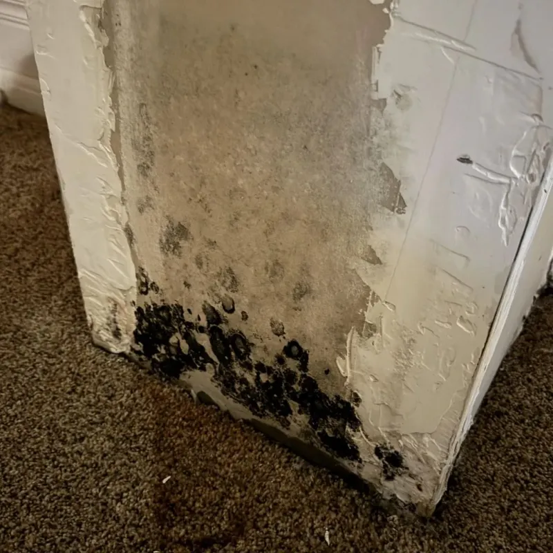 Professional Mold Removal in Panola County, TX